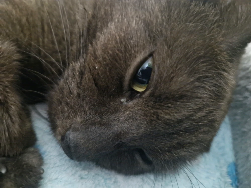 Image uploaded by Aleki