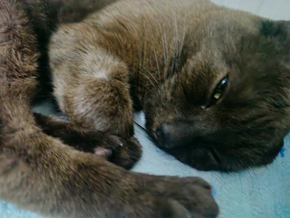 Image uploaded by Aleki