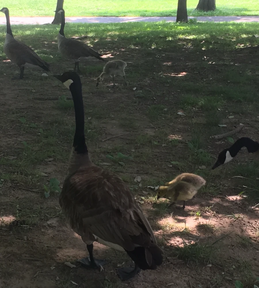 GIF uploaded by Starlite