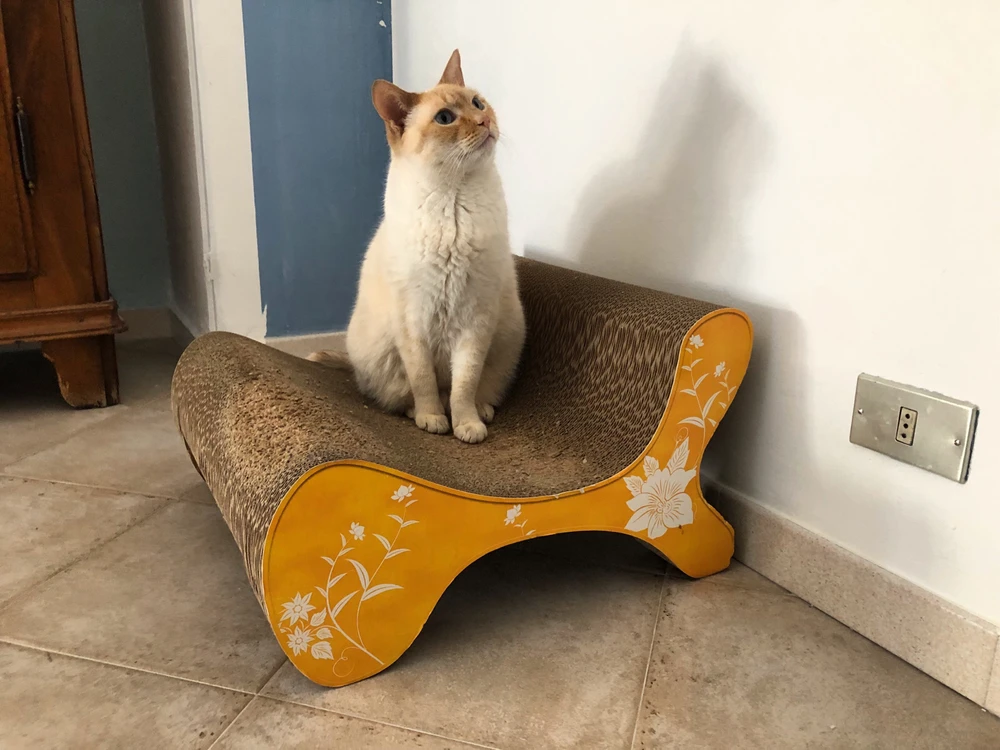Un Bowie pensieroso valuta le rifiniture della rinnovata camera da letto, come solo un gatto da fare.