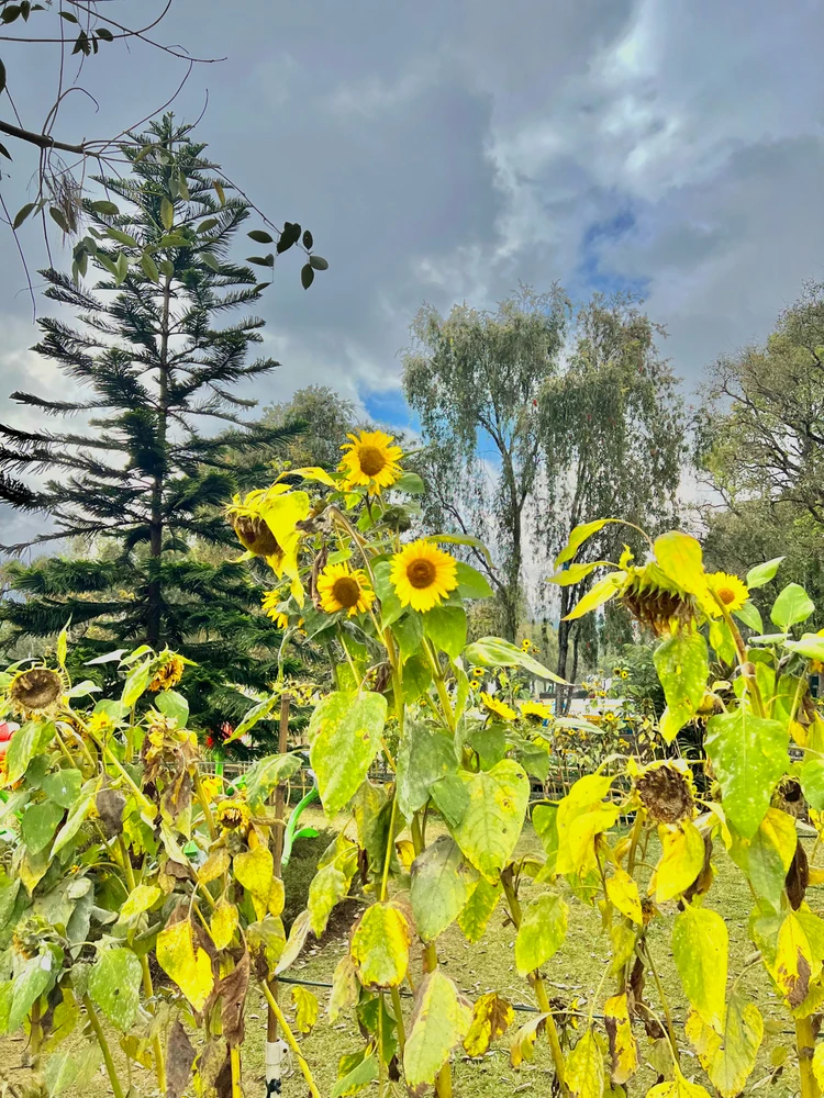 Image uploaded by Trixie