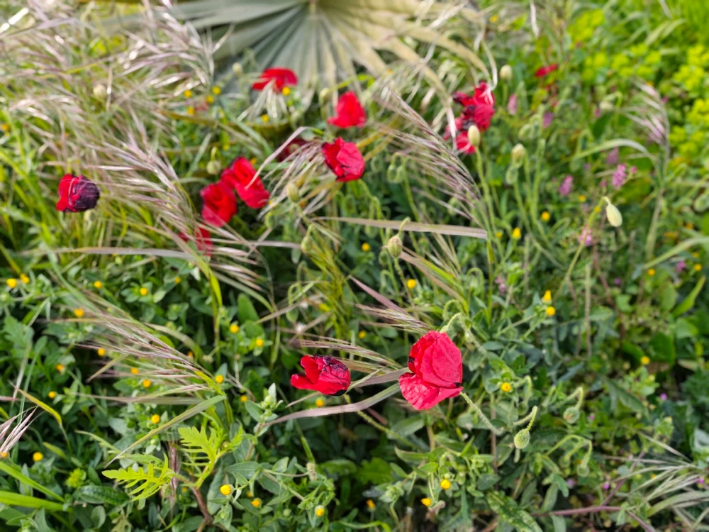ermanroyal tarafından yüklenen GIF