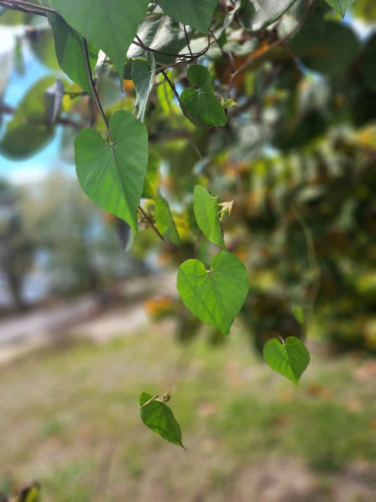 Image uploaded by >大理<