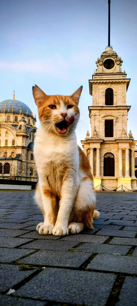 GIF încărcat de Fatih