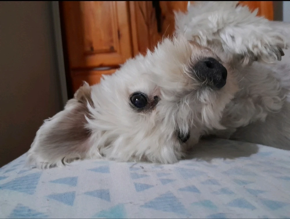 GIF subido por Ivi