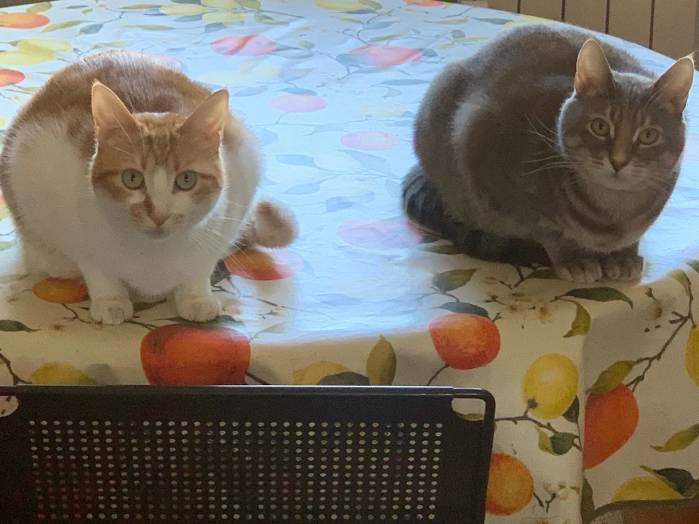 Immagine caricata da Roberto