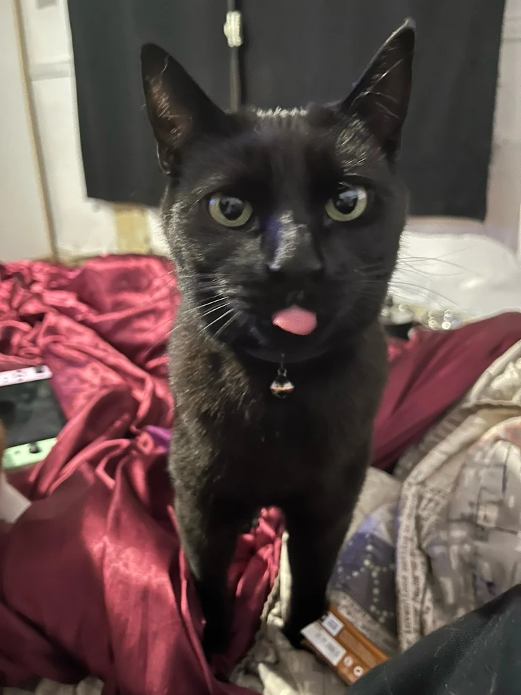 Charlotte上传的GIF