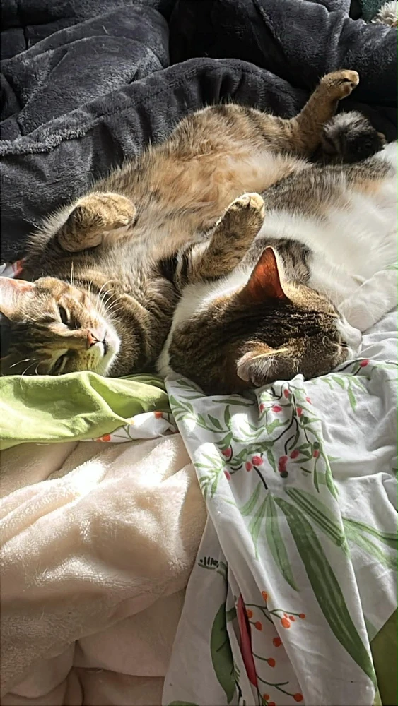 Image ajoutée par Coffycat