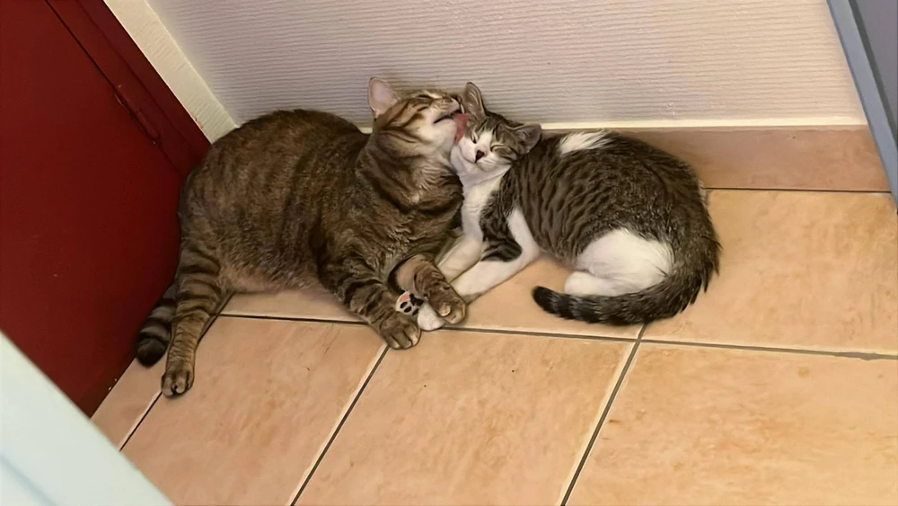 Image ajoutée par Coffycat