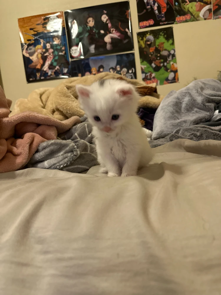 GIF uploaded by Ebony