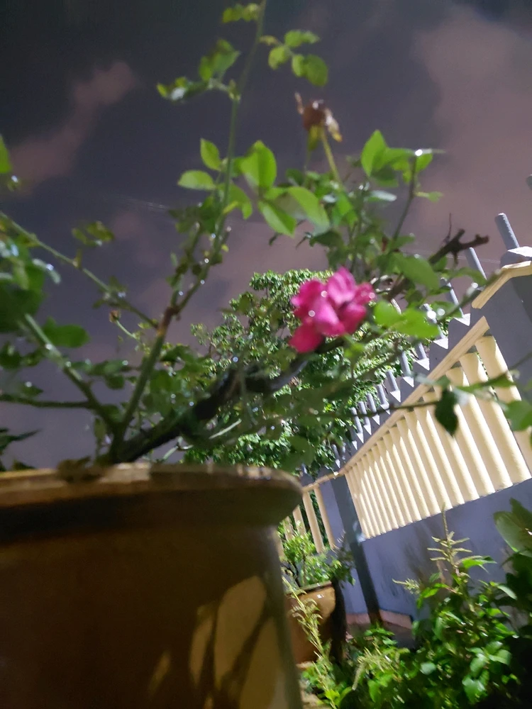 Image uploaded by Normz