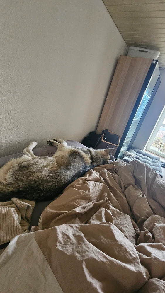 GIF hochgeladen von Martin