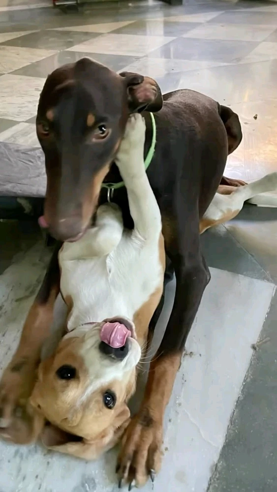 GIF uploaded by Perathia