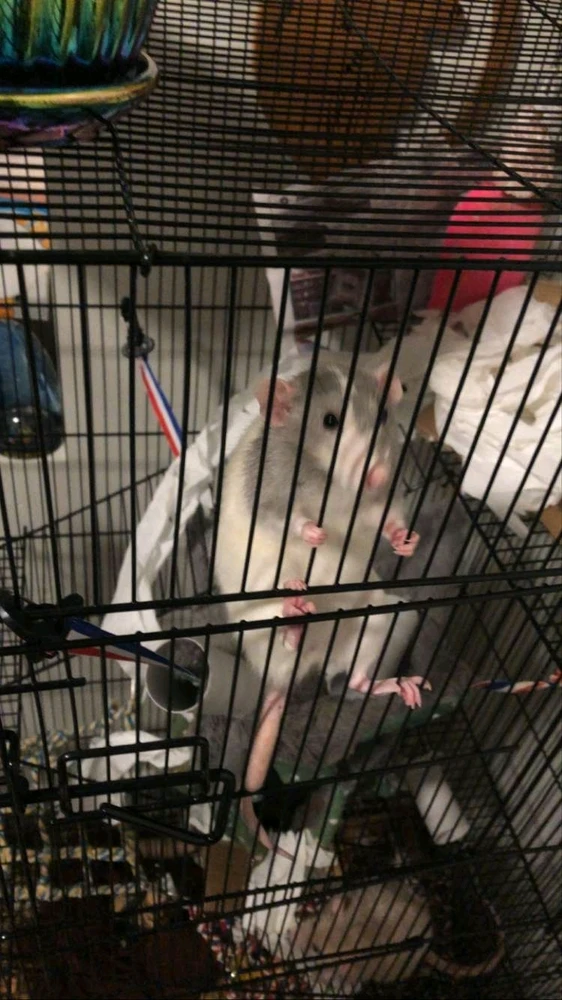 Image uploaded by Harlee