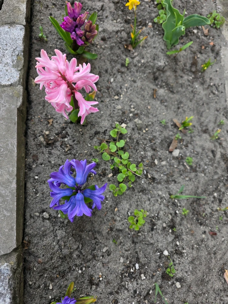 Image uploaded by Umberto
