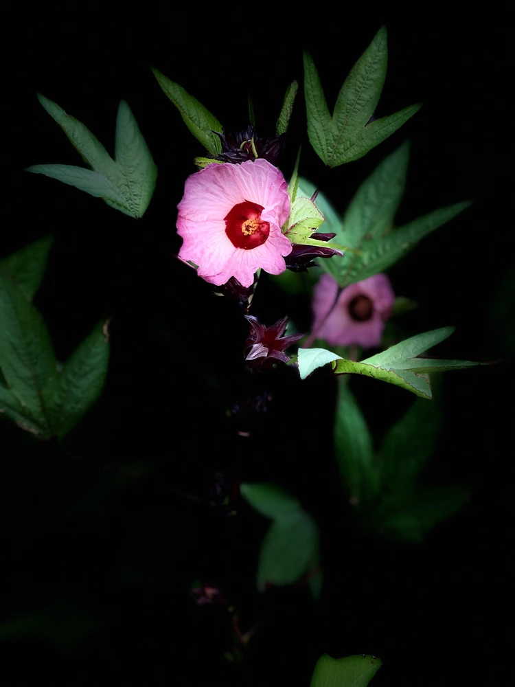 Image uploaded by Luis