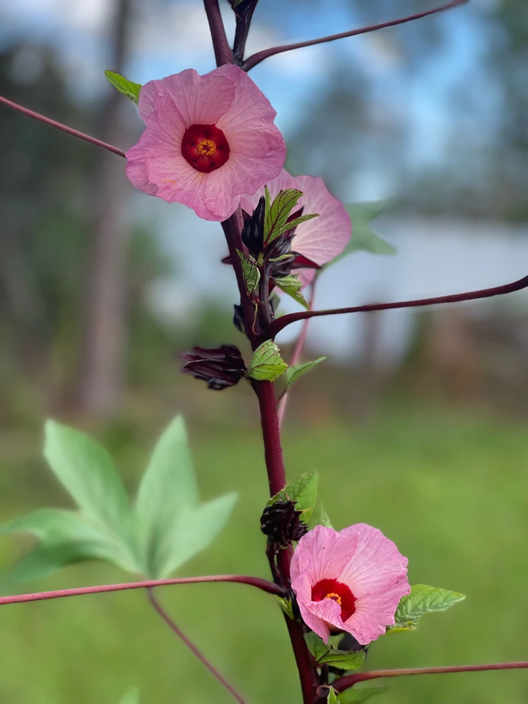 Image uploaded by Luis