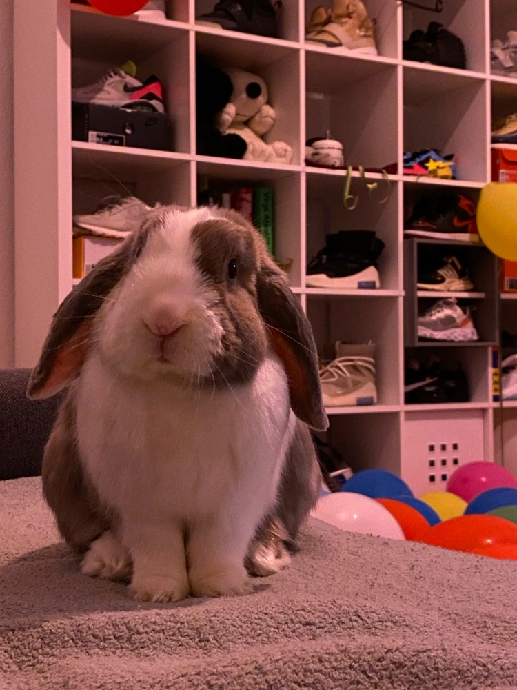 GIF hochgeladen von Tara