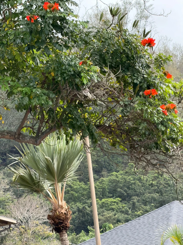 Duab xa los ntawm JC