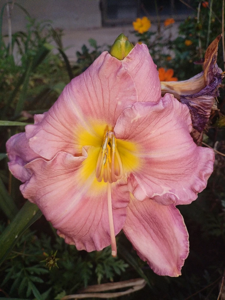 Image uploaded by Odirile
