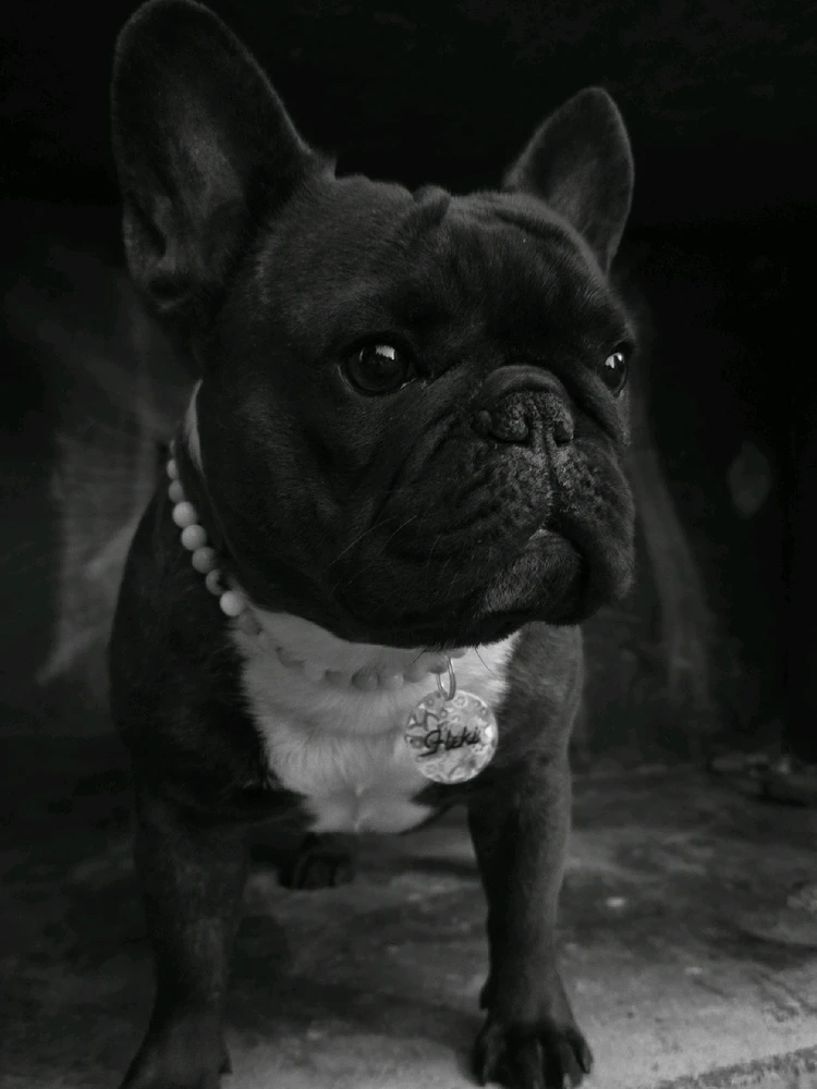 GIF otpremio/la Luka