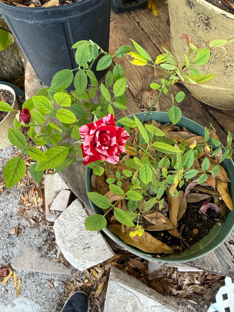 GIF uploaded by Luis