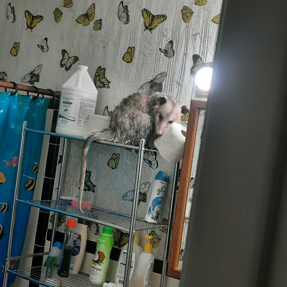 Image uploaded by StinkyCheese