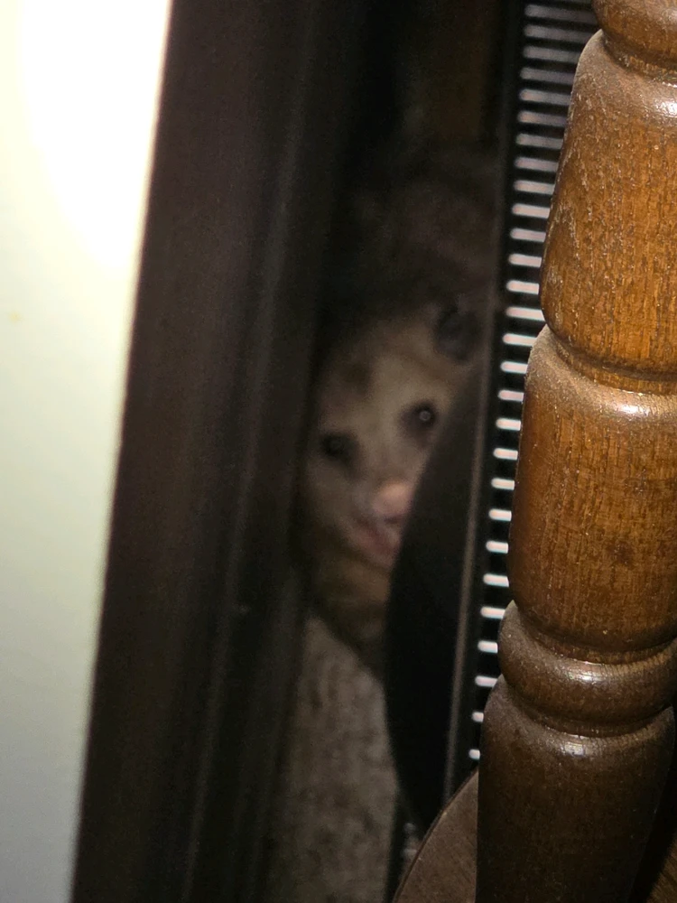 Image uploaded by StinkyCheese