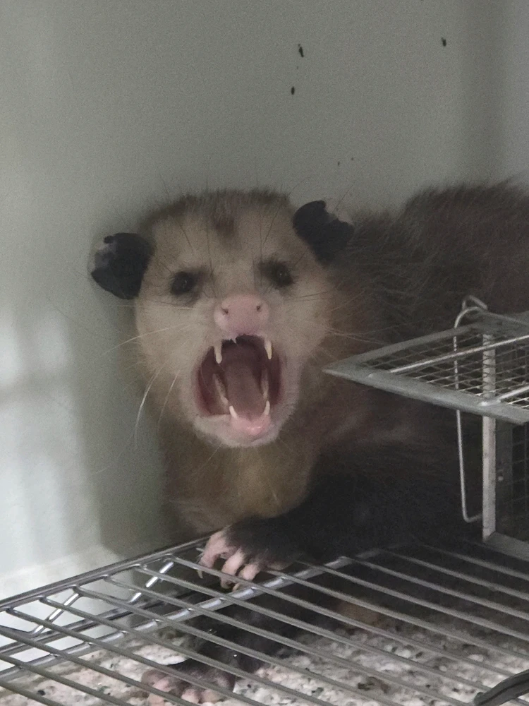 Image uploaded by StinkyCheese