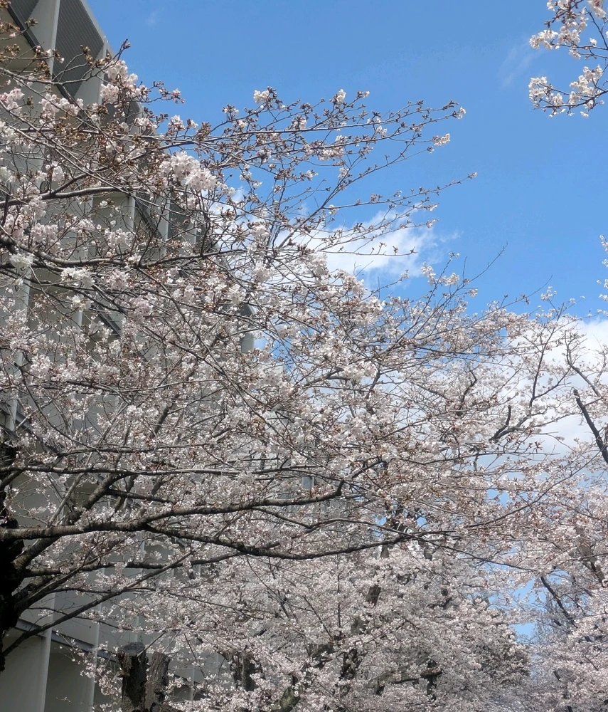 Image uploaded by shajm