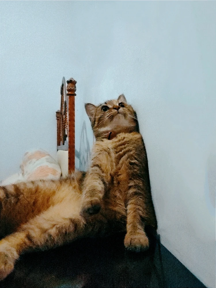 由ꨄ𝐃ꨄ上传的图片
