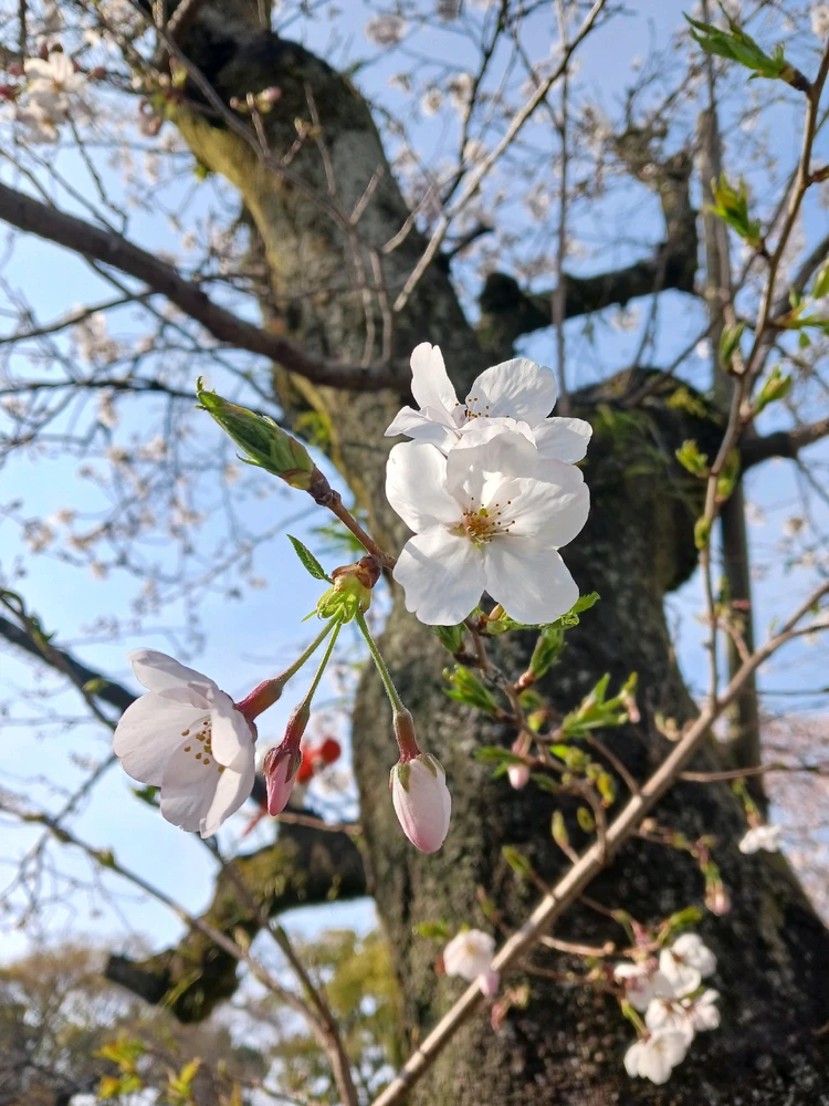 Image uploaded by Miku