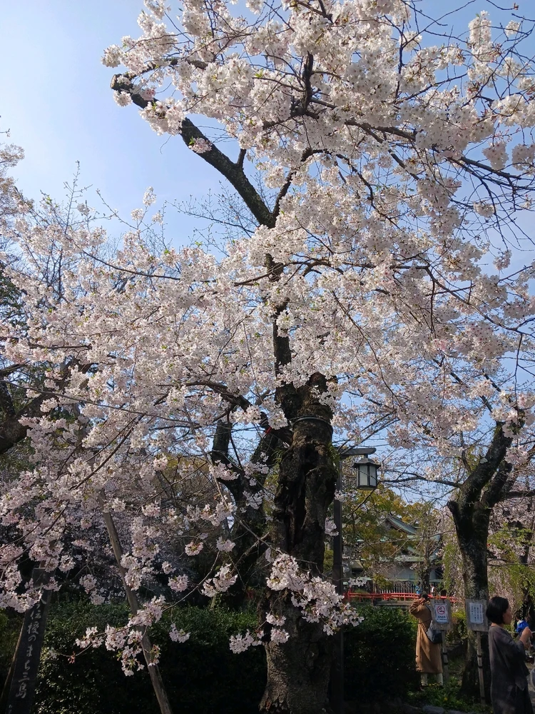 Image uploaded by Miku