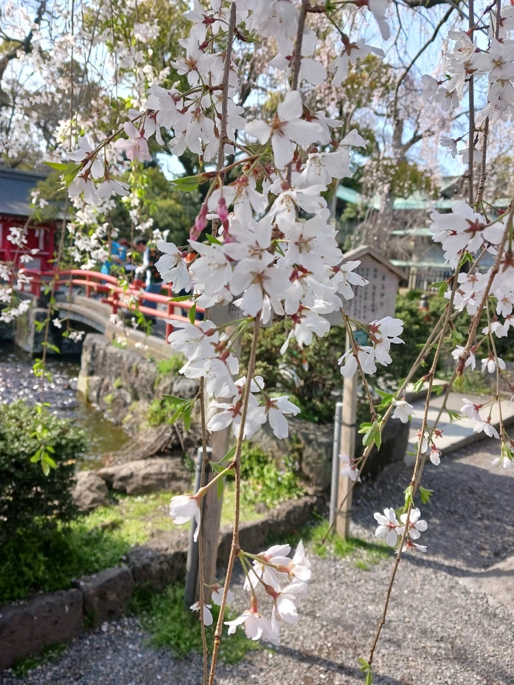 Image uploaded by Miku