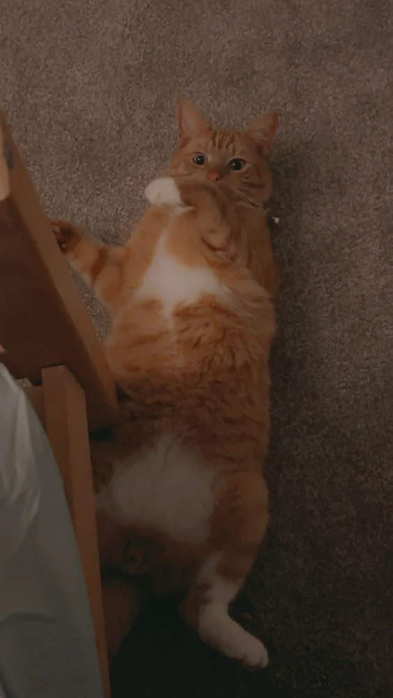 GIF uploaded by Charlotte