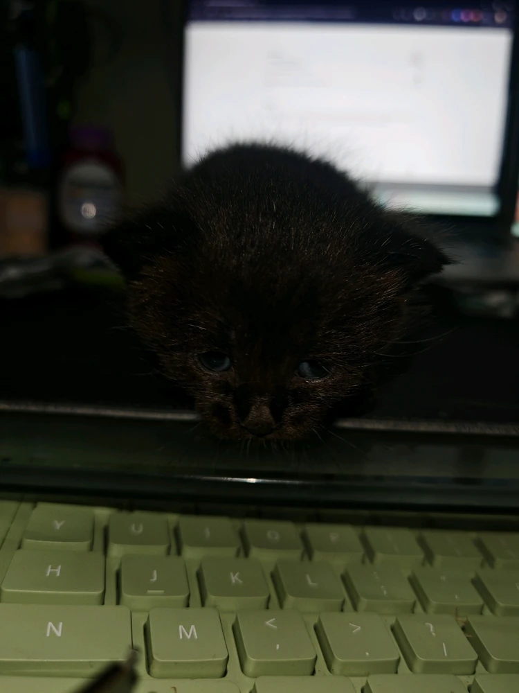 GIF uploaded by KYO