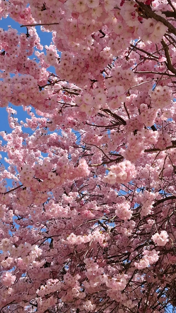 GIF caricata da Simo