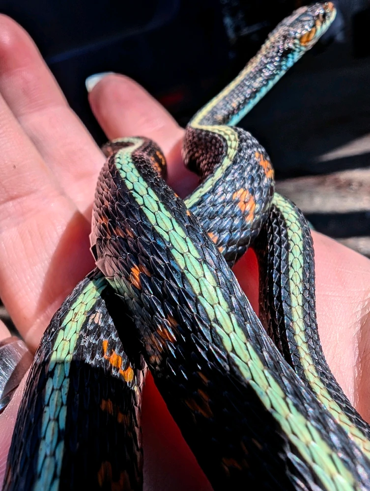 Image uploaded by Bug