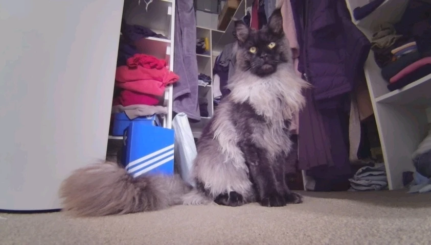 GIF tso los ntawm Jacob