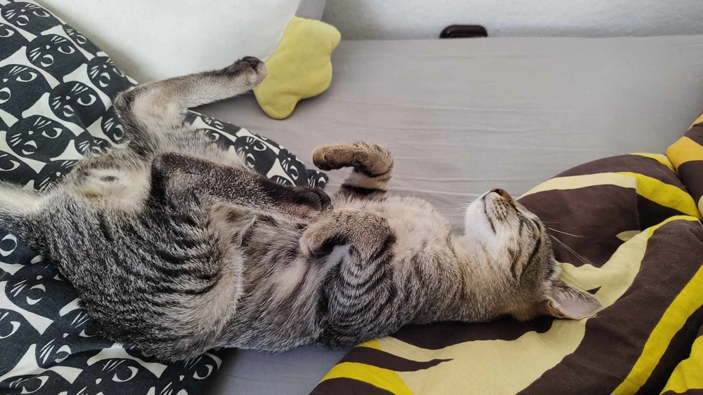 Image uploaded by Zsolt