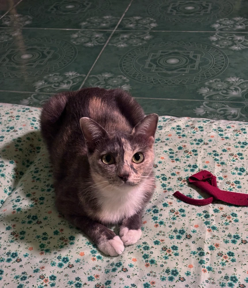 GIF uploaded by Pat♡