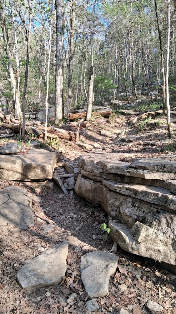 Image uploaded by Falin