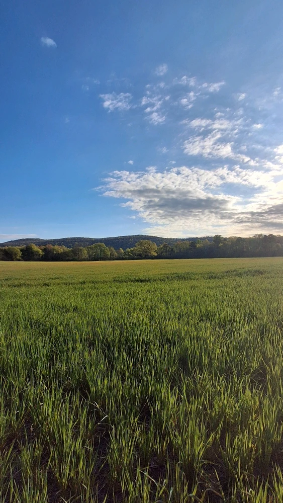Image uploaded by Falin