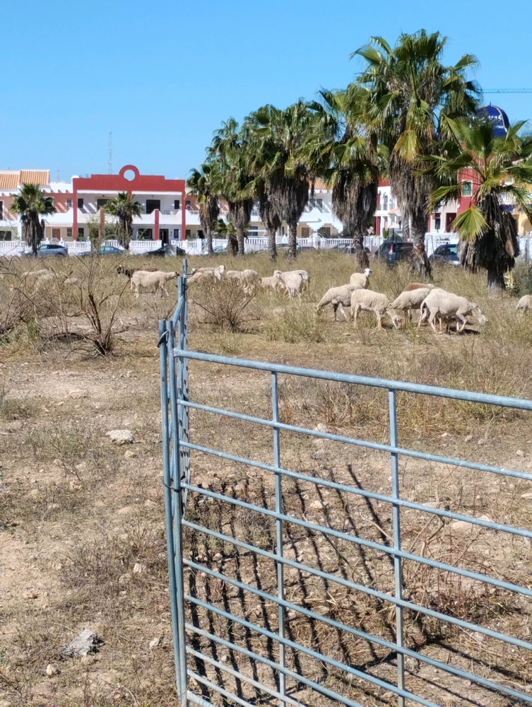 GIF tí Carol gbé sókè