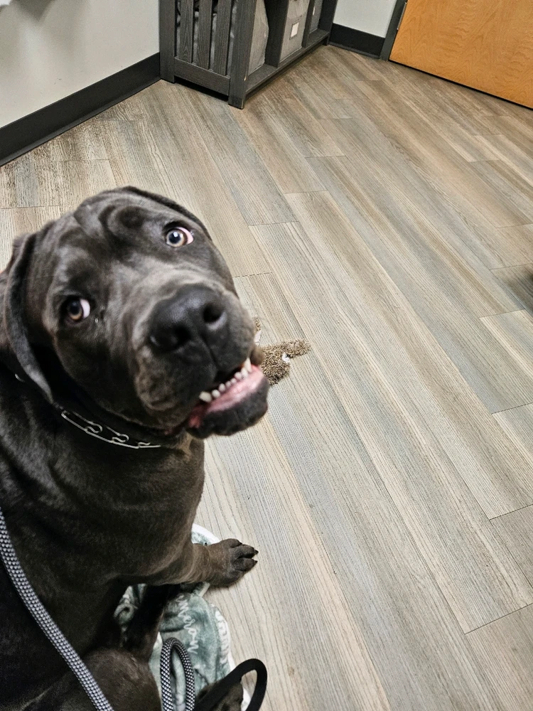 GIF uploaded by Petal