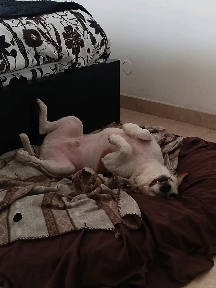 GIF caricata da Jacopo