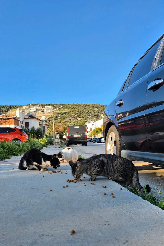 Bild hochgeladen von Hagalaz