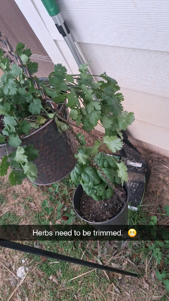 Image uploaded by Falin