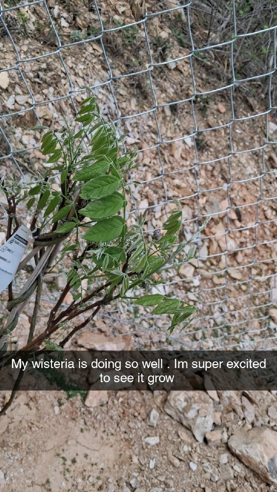 Image uploaded by Falin