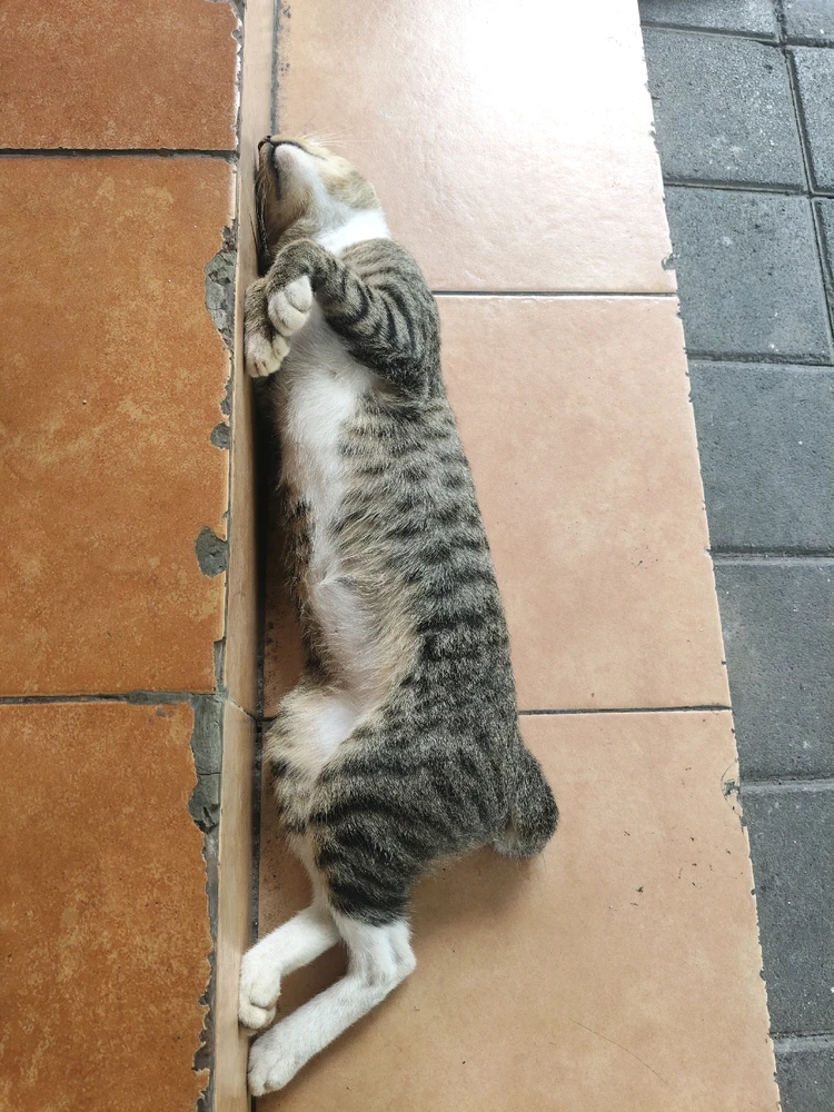 GIF uploaded by asu dahlah